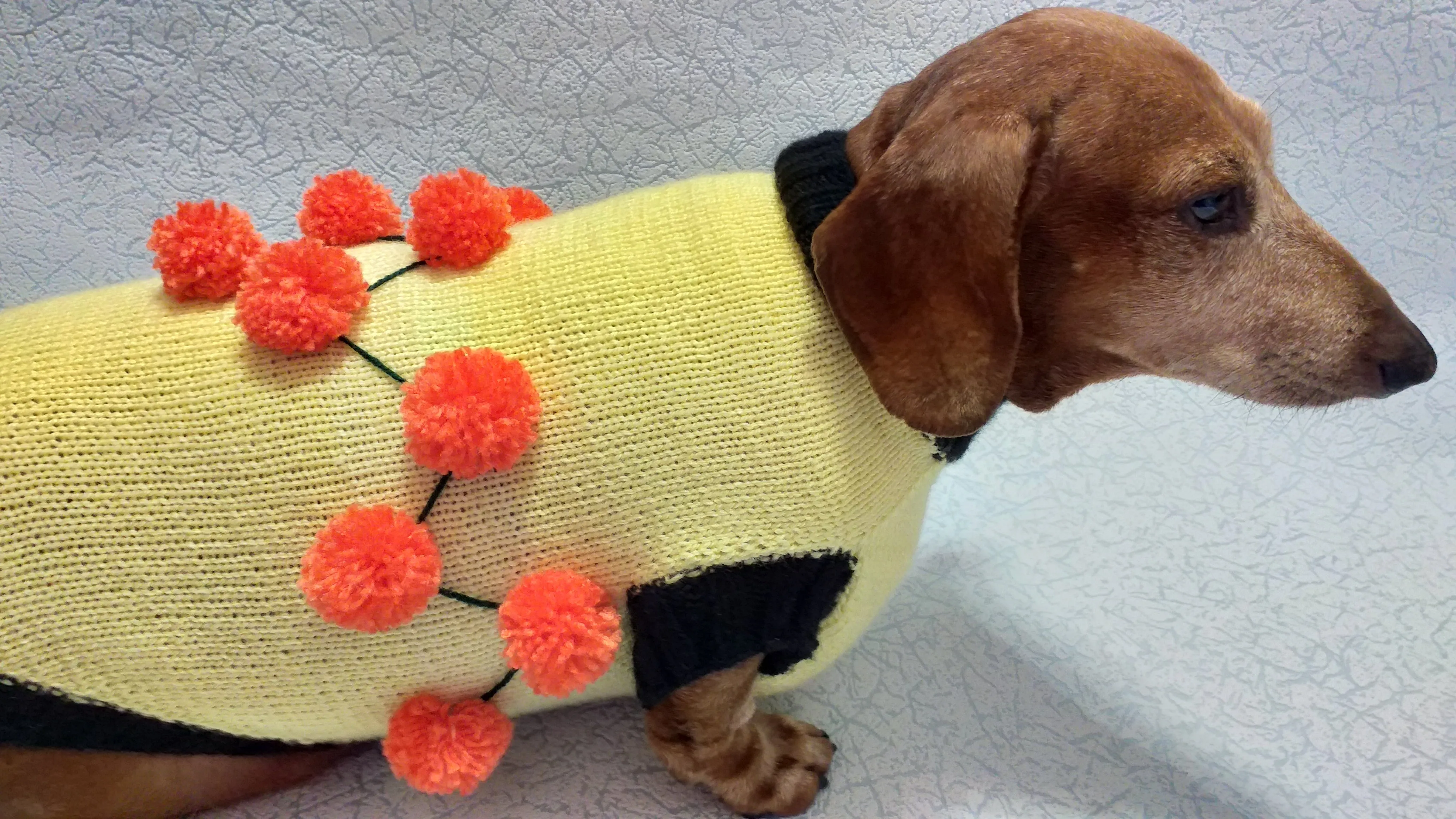 Sweater for a dog lot of pompons, sweater Halloween for dog